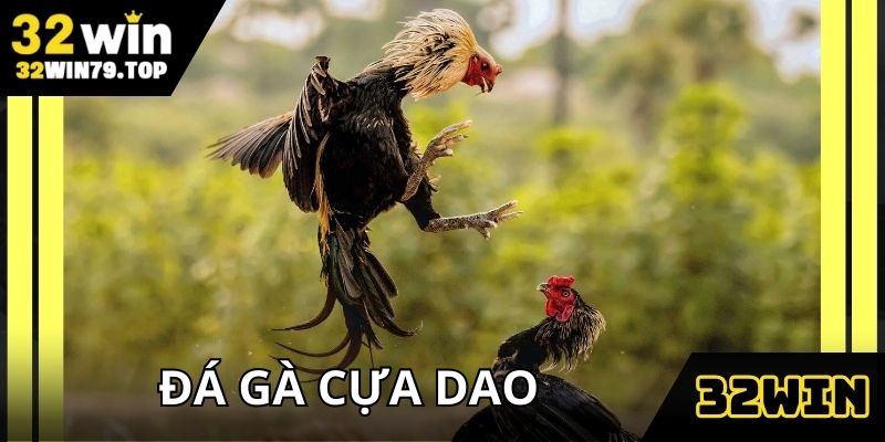 Đá gà cựa dao mang tính sát thương cao